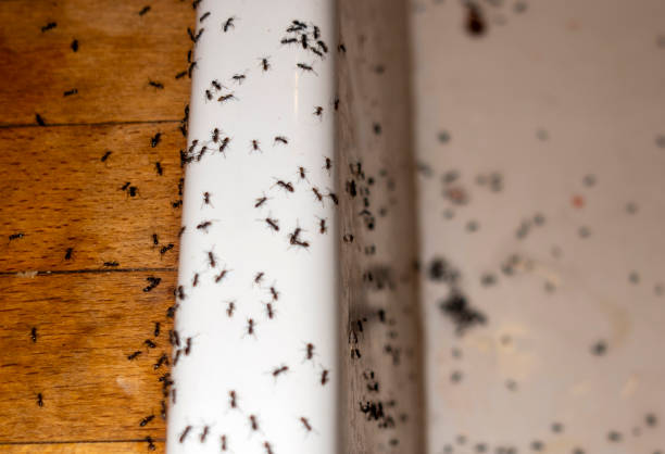 Wildlife Control Services in Brentwood, MO