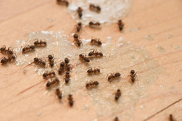 Best Flea Control Services  in Brentwood, MO