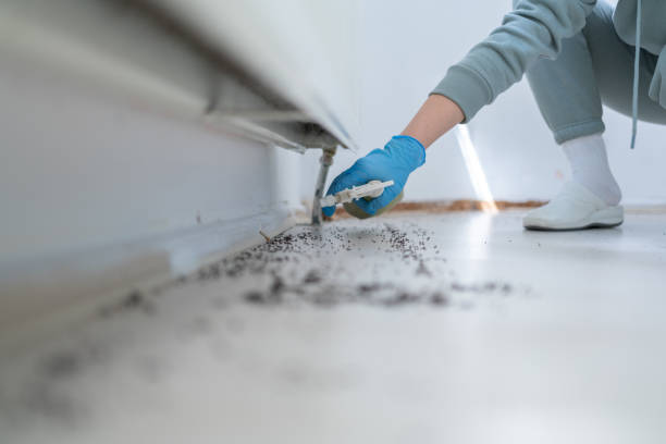 Best Local Pest Control Services  in Brentwood, MO